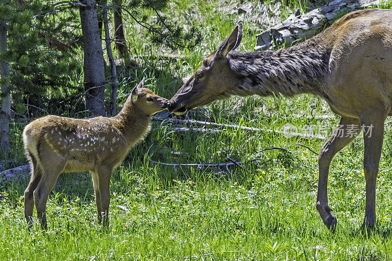 麋鹿(Cervus canadensis)是麋鹿科或鹿科最大的物种之一。黄石国家公园，怀俄明州。麋鹿妈妈和小鹿宝宝。